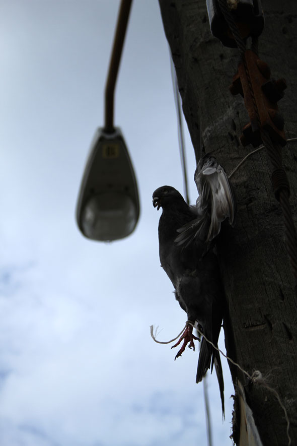 Paloma crucificada en un poste de luz eléctrica.