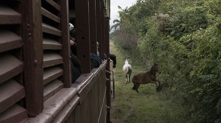 cuba-caballos-tren