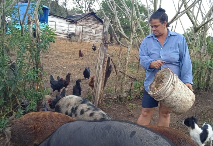 campesina alimentando a los cerdos