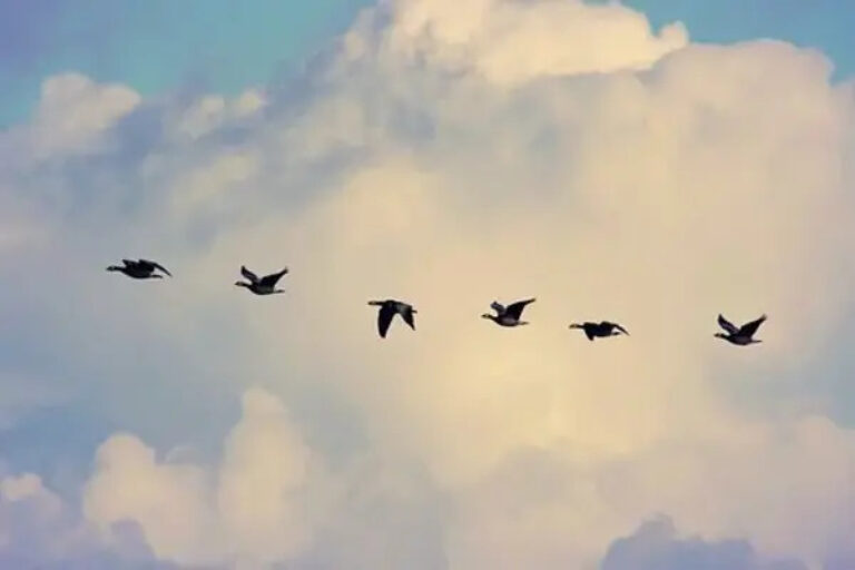 Migración de aves. / Imagen: Pixabay.
