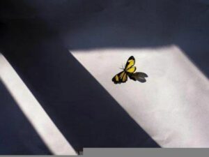 mariposa posada entre las sombras y la luz en el piso