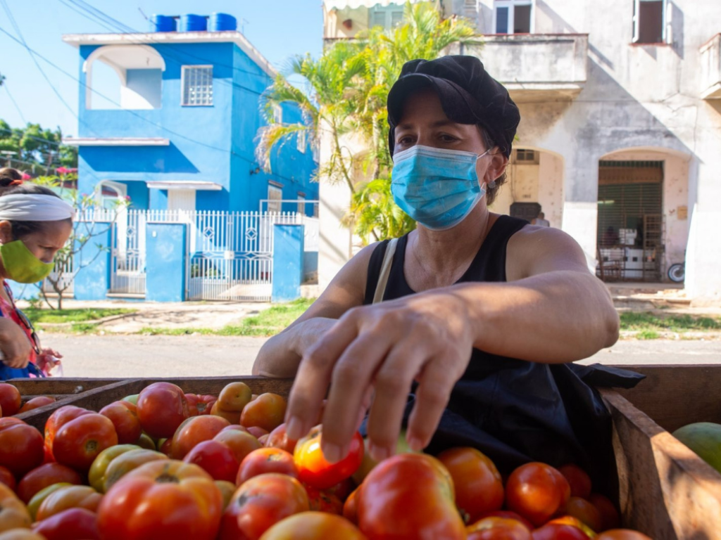 Mujer escogiendo tomates.