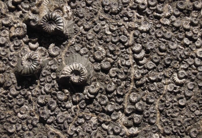 Fósiles en la piedra.
