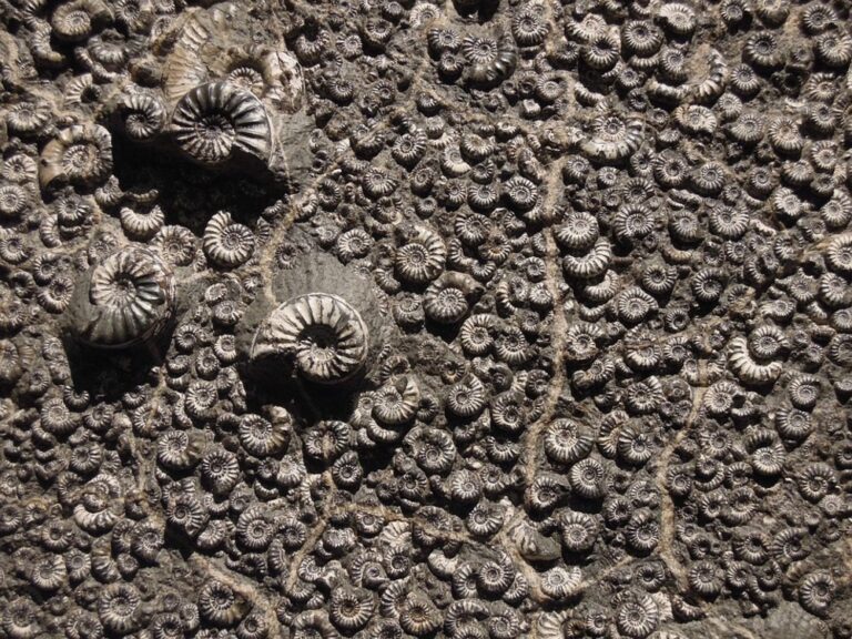 Fósiles en la piedra.