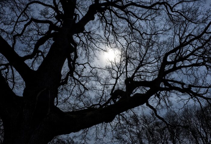 night, dark, tree