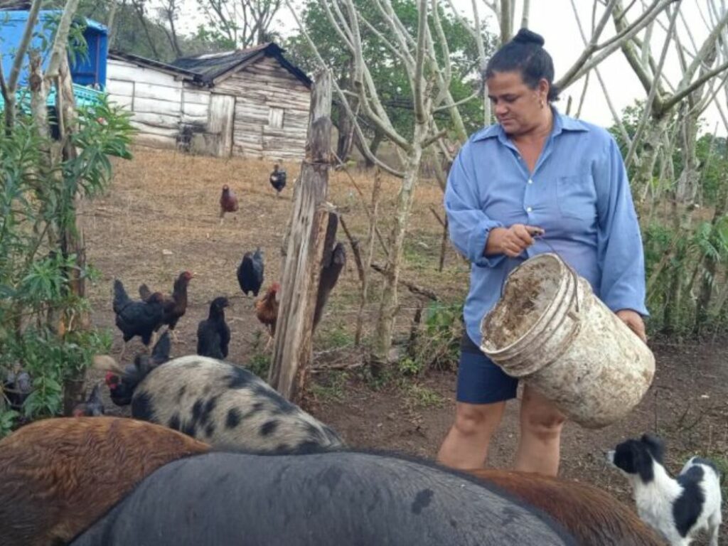 Campesina cubana alimentando a sus cerdos y gallinas. 