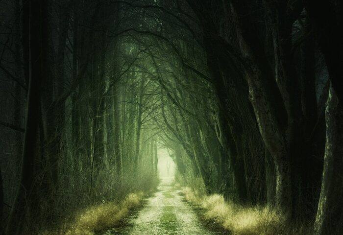 Camino a través del bosque.