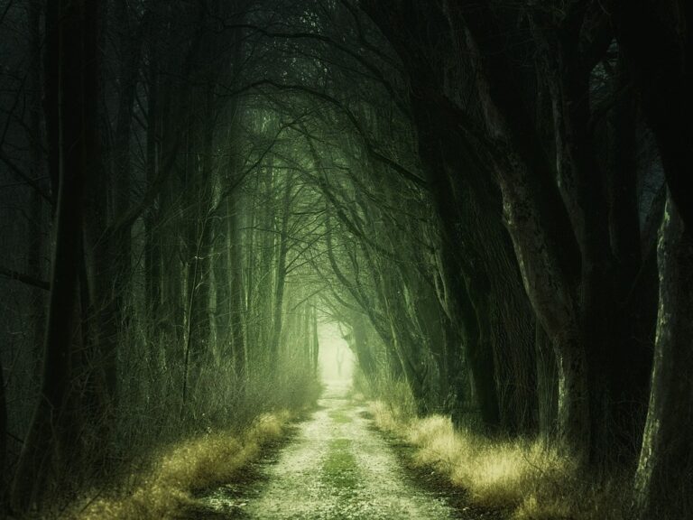 Camino a través del bosque.