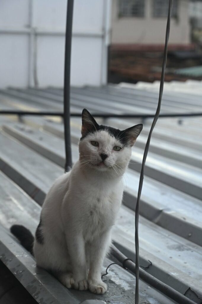 imagen de gato sobre un tejado