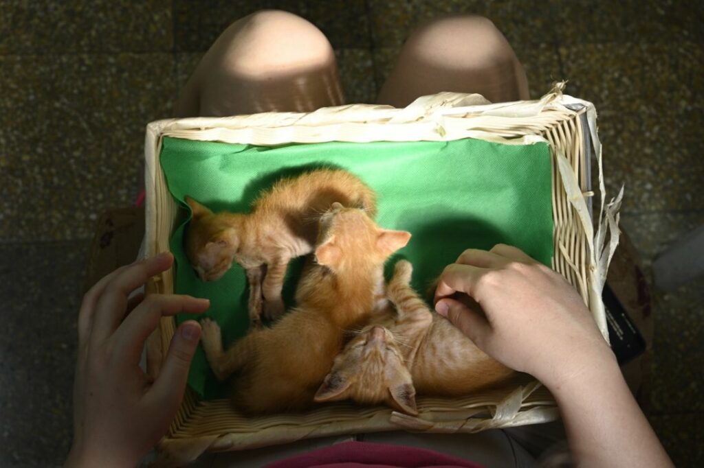 imagen de gatitos pequeños en una cesta con persona que los adopta en cuidado al medioambiente