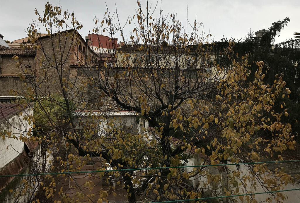 Un árbol desde la terraza. Foto: Mel González