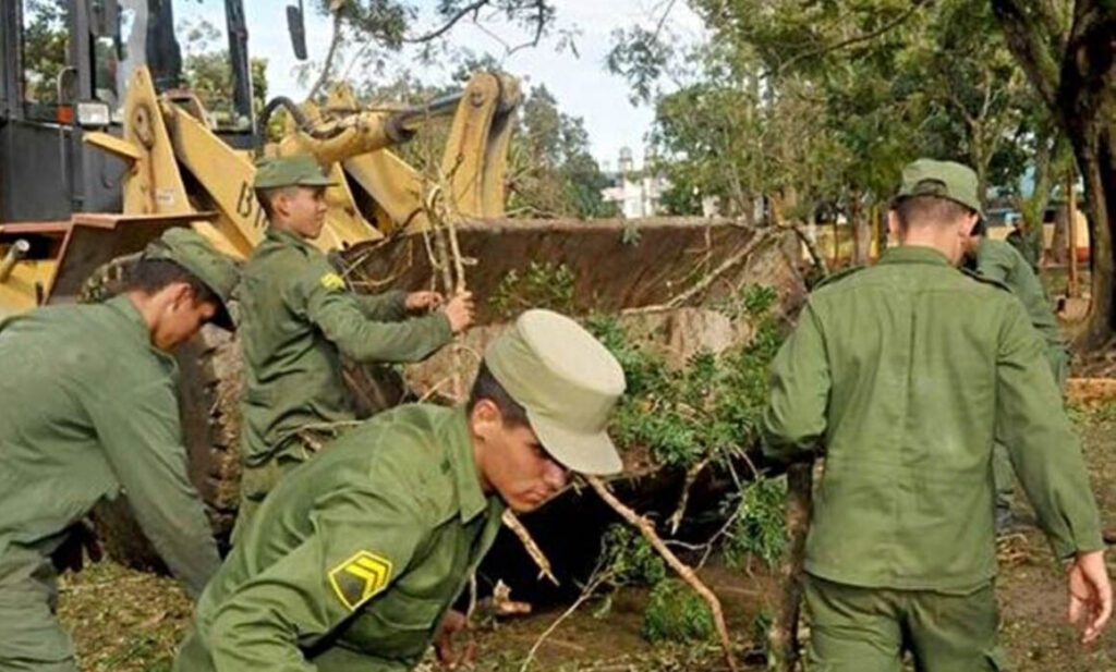 Reclutas del Servivio Militar Obligatorio trabajan en la recogida de árboles. Foto: CMHW