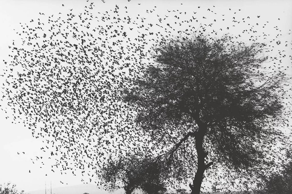 Graciela Iturbide: "Pájaros" (1990).