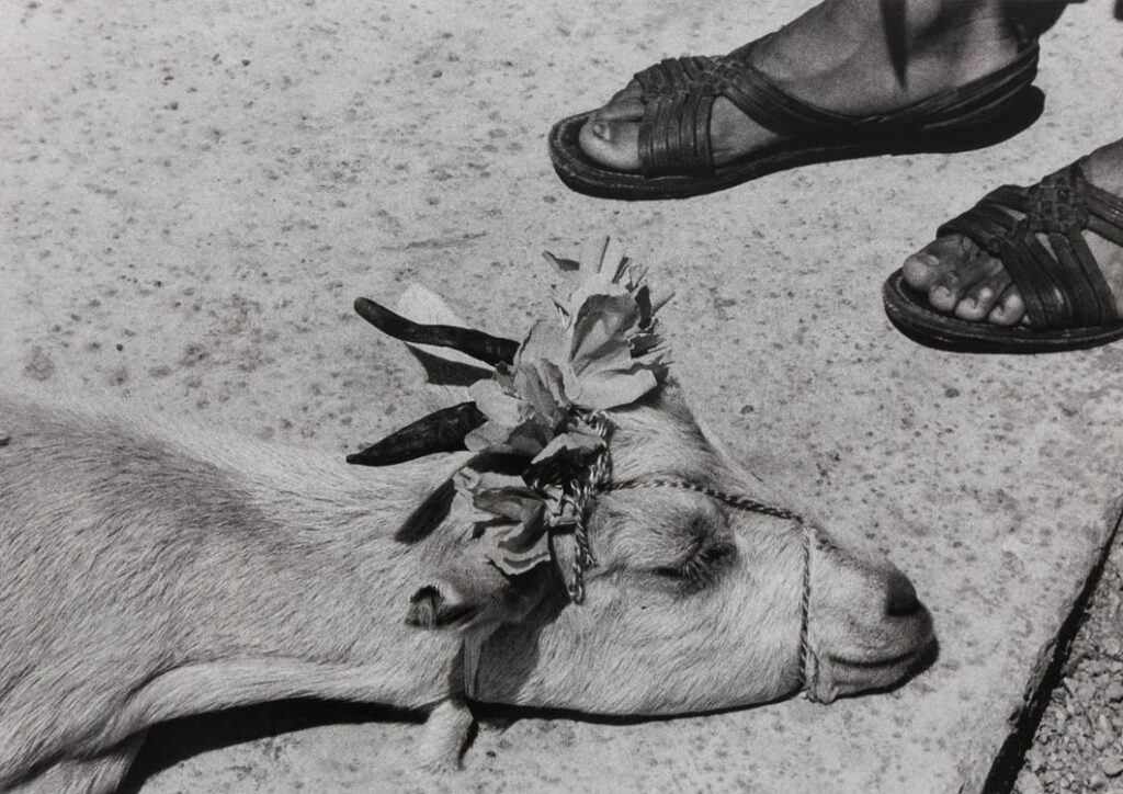 Graciela Iturbide: "La danza de la cabrita, antes de la matanza" (1992).
