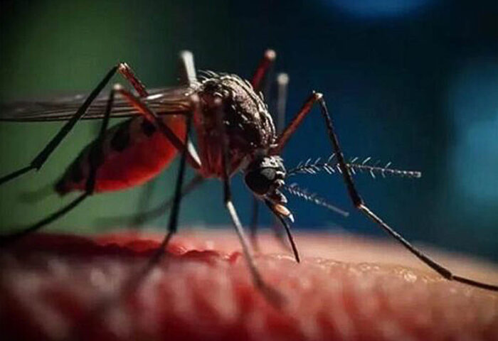 La proliferación de mosquitos por la falta de higiene en las poblaciones cubanas aumenta los casos de arbovirosis.