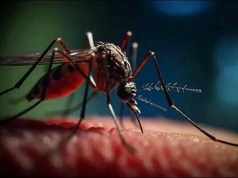 La proliferación de mosquitos por la falta de higiene en las poblaciones cubanas aumenta los casos de arbovirosis.