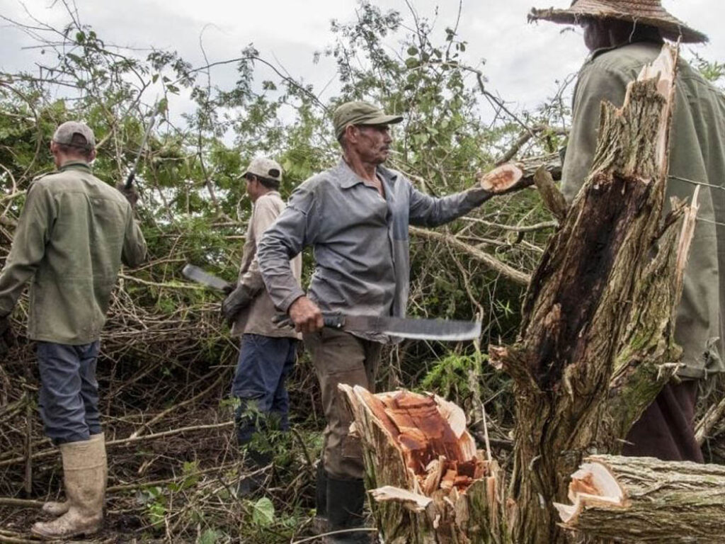 Reclusos cubanos obligados a trabajar en la producción de carbón de marabú.