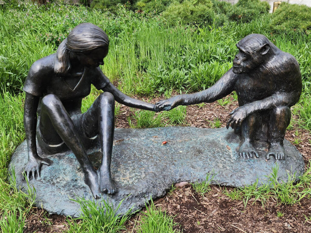 Escultura de Jane Goodall y David Greybeard en el Museo Field de Historia Natural, en Chicago.