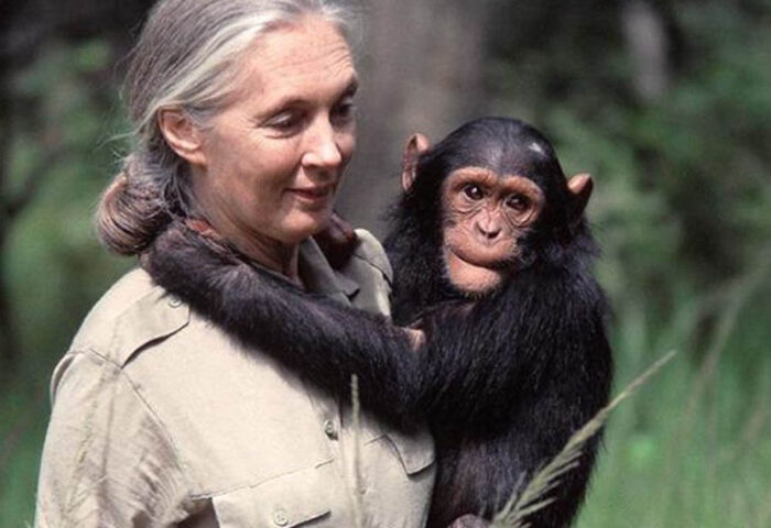 Jane Goodall (1934-2025), etóloga y activista británica por los derechos de los animales.