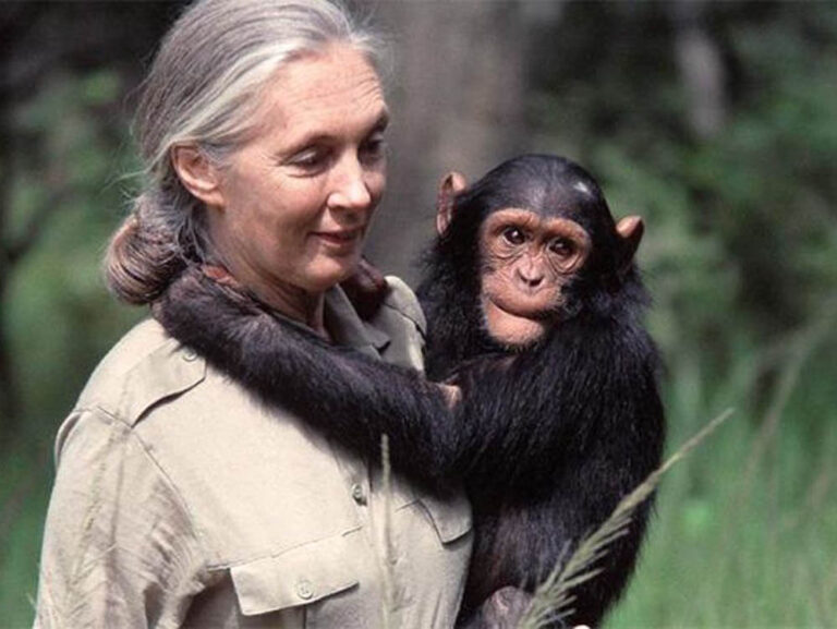Jane Goodall (1934-2025), etóloga y activista británica por los derechos de los animales.