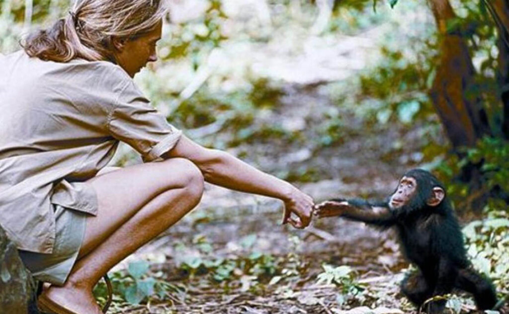 Jane Goodall y una cría de chimpancé.