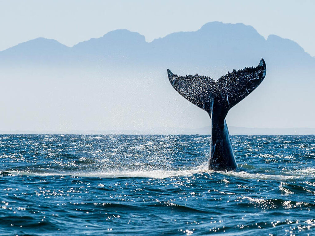 Una ballena en el océano.