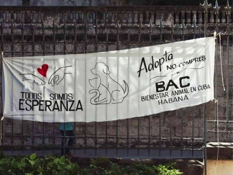Cartel de feria de adopcion de BAC.