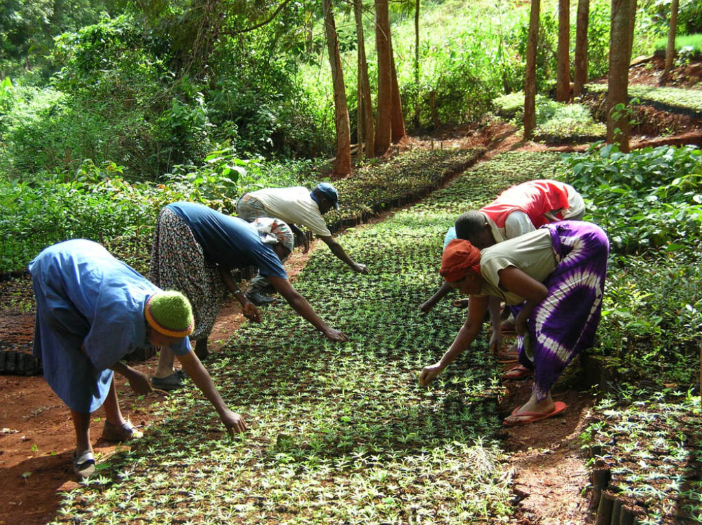 Mujeres trabajando en un vivero de árboles gestionado por el Movimiento Cinturón Verde.